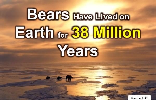 10 Interesting Facts about Bears (2022) You Might Not Know