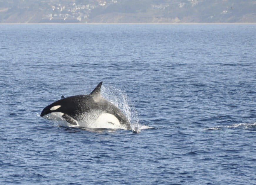 Epic Whale Watching in Monterey Bay