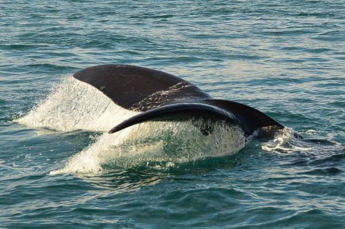 Whale Watching Hermanus – What You Need to Know Before You Go