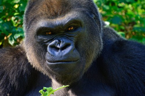 Watch this Gorilla papa prevent his children from playing too rough