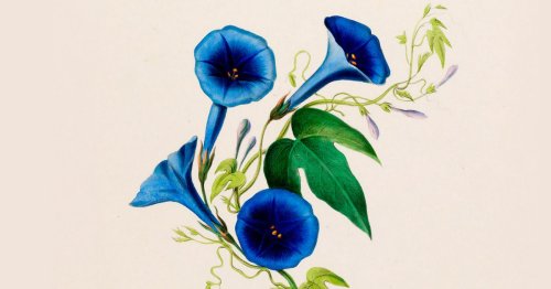 Art and Aliveness: Willa Cather on Attention and the Life of the Senses as the Key to Creativity