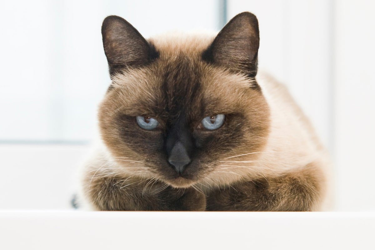 Ultimate Siamese Cat Personality Profile