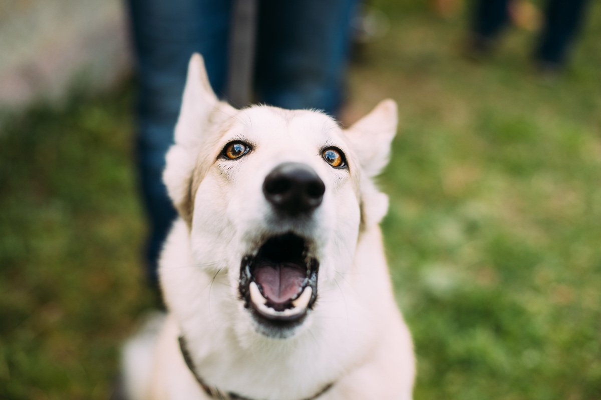 The Mysterious Reasons Your Dog Barks at Thin Air