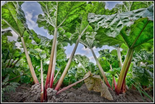 Grow Forever: 12 Perennial Plants That Will Feed You for Years!