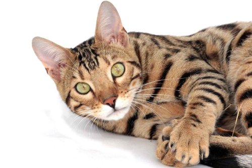 Most Beautiful Cat Breeds You'll Love