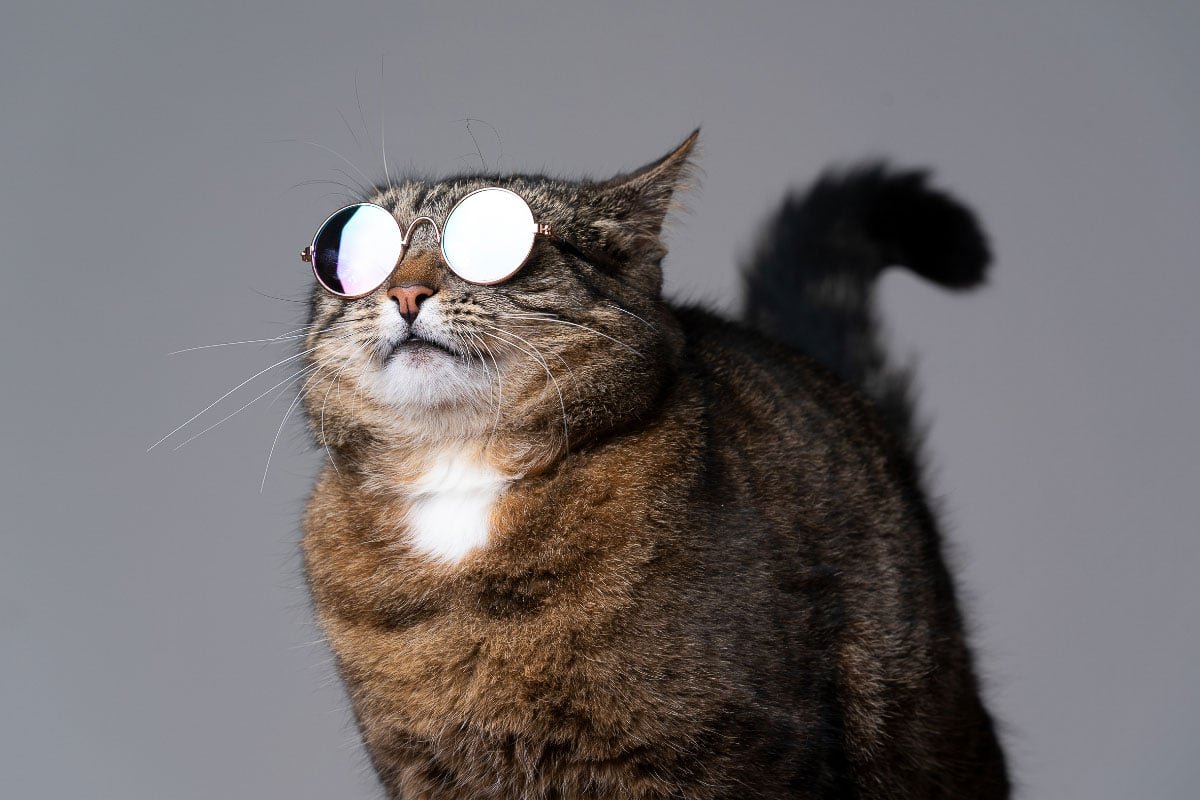 18 Super Cool Cat Breeds | Awesome Kitties You'll Love