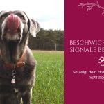 Calming Signals – Beschwichtigungssignale bei Hunden