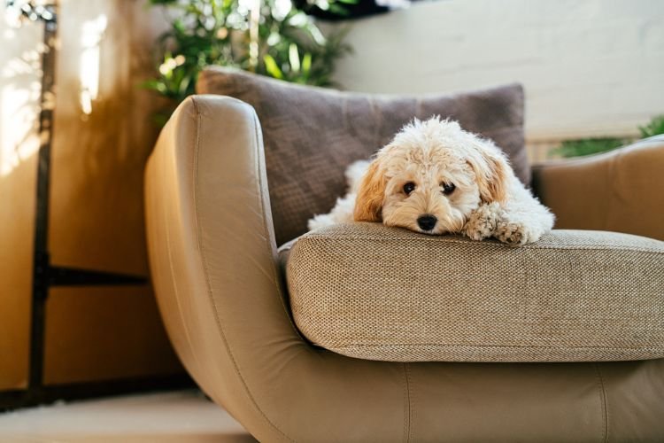 10 Everyday Things That Hurt Your Dog’s Feelings