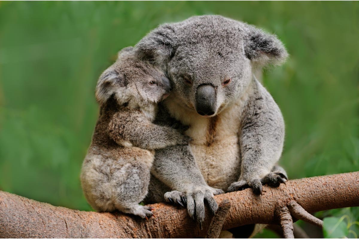 19 Facts about Koalas You Might not Know