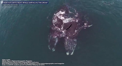Watch beautiful whales hug each other as they swim, caught on drone video