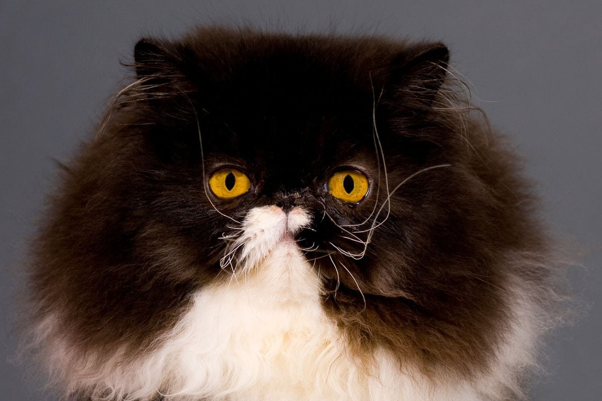 11 Types of Tuxedo Cats: Breeds Like Turkish Angora, Persian & More