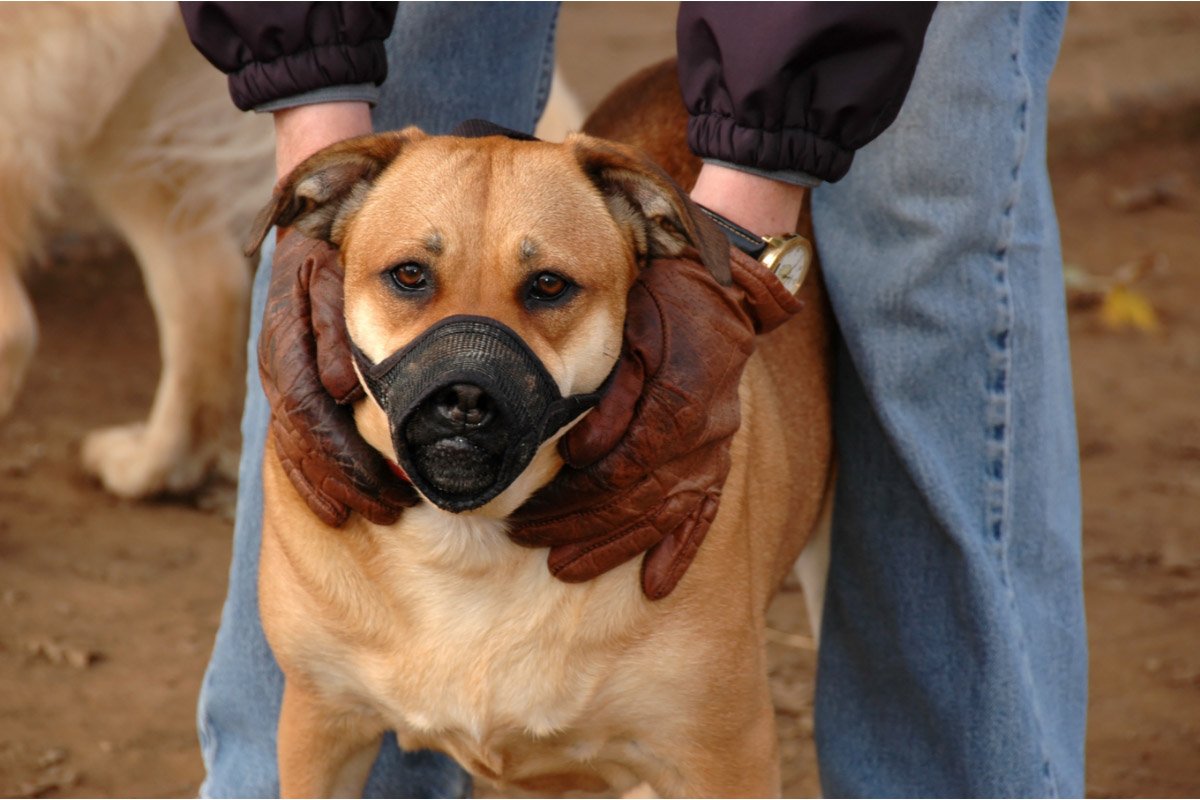 27 Most Dangerous Dog Breeds | A List of Potentially Hazardous Hounds