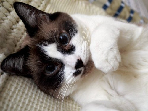 How Your Pet Can Save Your Life Flipboard