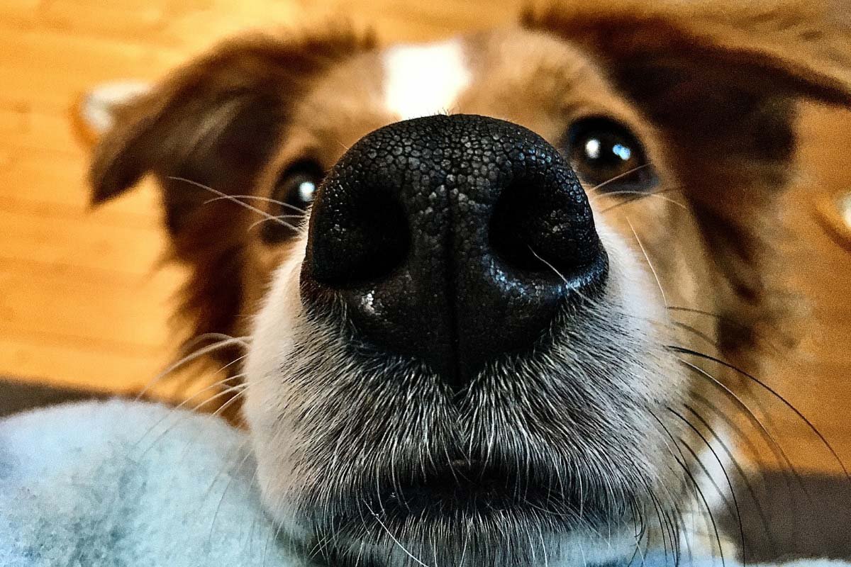 What Does It Mean When a Dog’s Nose Is Dry? 21 Useful Things to Know