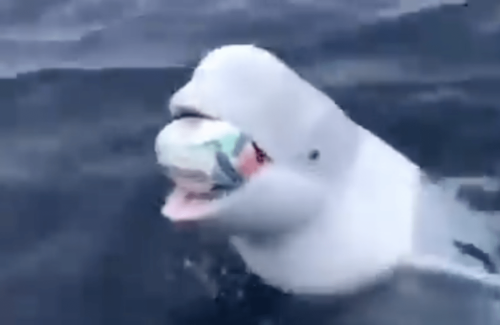 Beluga Whale That Escaped From Russian Military Plays Fetch With A Rugby Ball