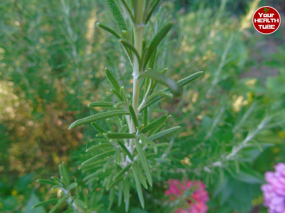 The Rosemary Revolution: 11 Astonishing Health Benefits and Memorable Flavors You Need to Know!