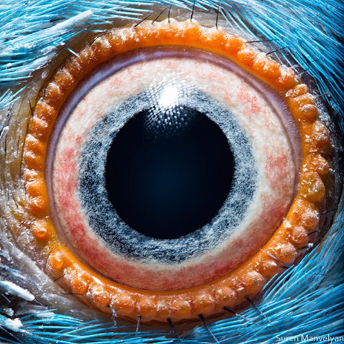 Eyemazing: Macro Photos of Animals’ Eyes