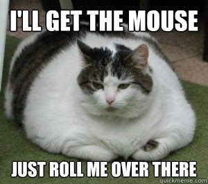 47 Funny Fat Cat Memes 2023 | The Chonkiest and Chubbiest Kitties