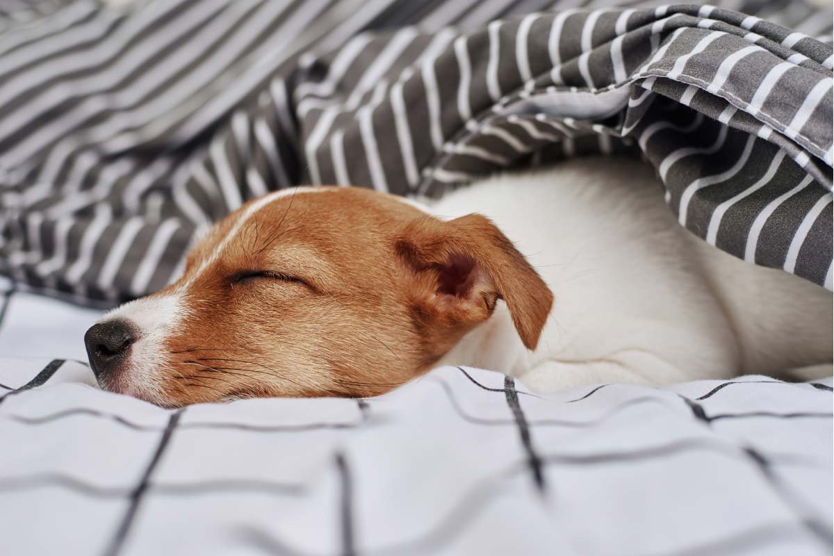 Why Does Your Dog Sleep Under Your Bed?