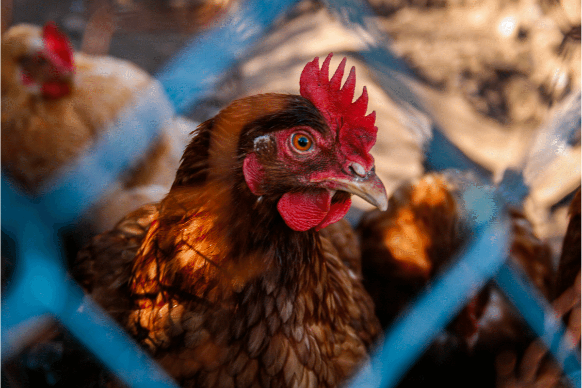 51 Interesting Facts About Chickens That You Might Not Know