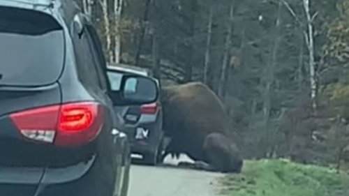 VIDEO: Bison Gets Head Stuck In Car Thanks To Rule-Breaking Tourists