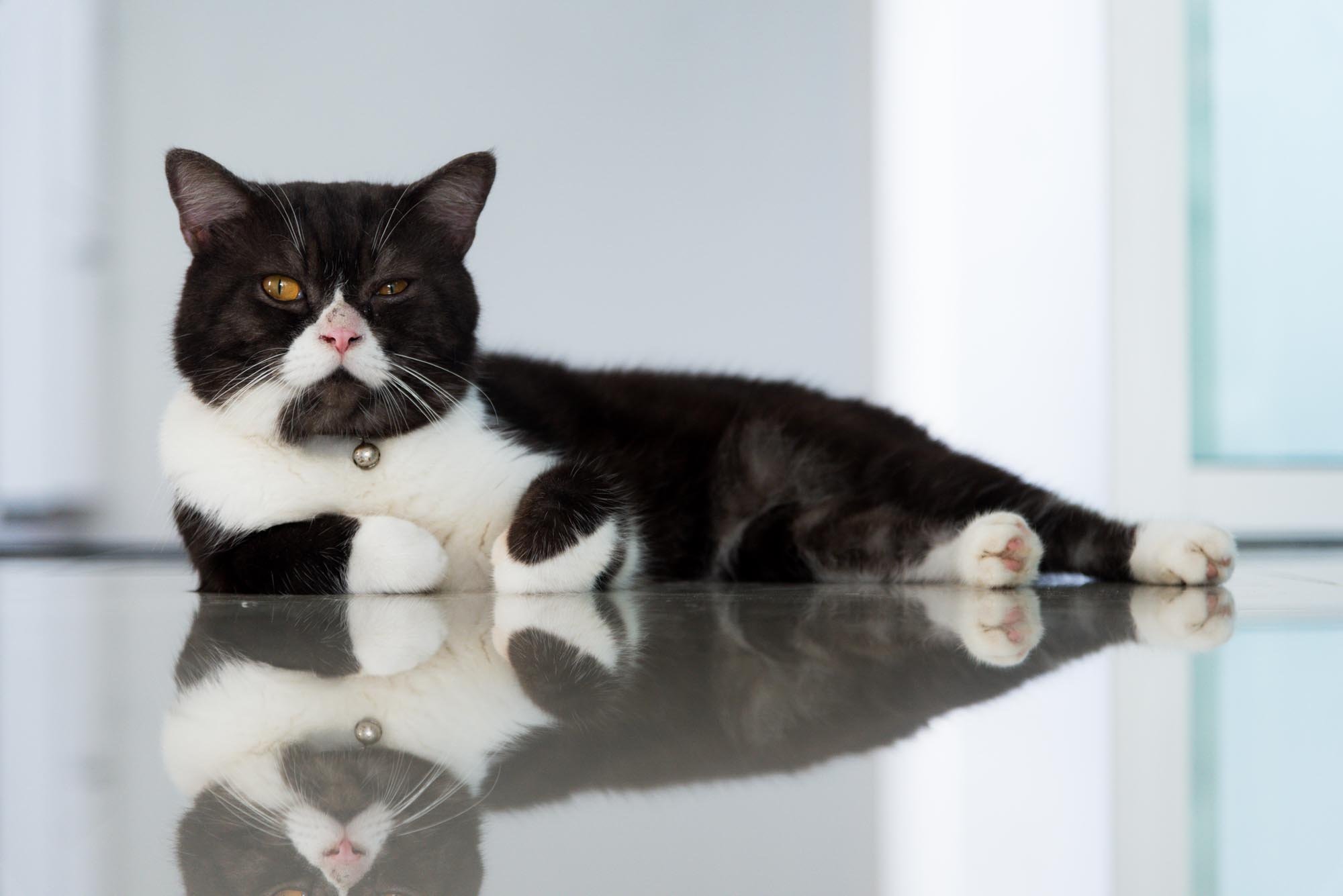 10 Myths About Cats You Should Stop Believing