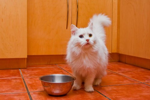 How Long Can Your Cat Last Without Food?