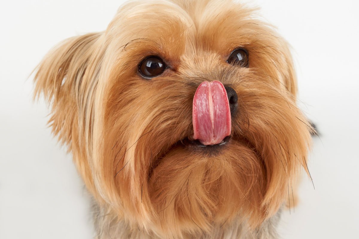 Why Do Dogs Lick Their Noses? 7 Reasons
