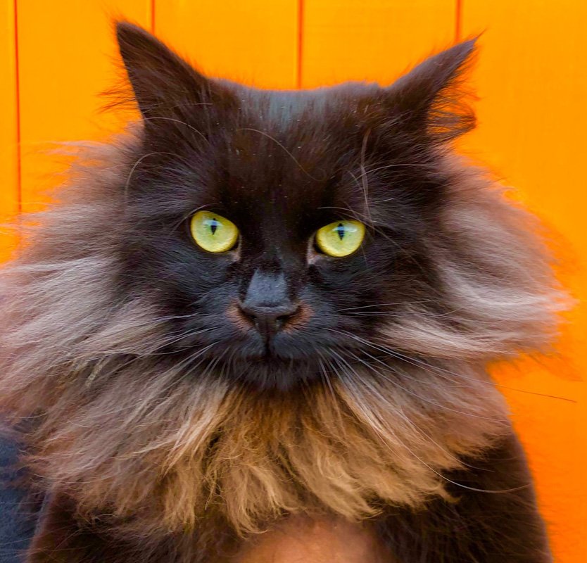 Fluffiest Cat Breeds in the World | 12 Puffy & Fluffy Cats
