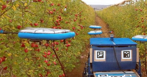 Apple drones are now reality... in orchards cultivating fruit