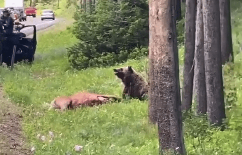 Tourists Get Insanely Close To Grizzly Bear Chowing Down On Elk Carcass At Grand Teton National Park