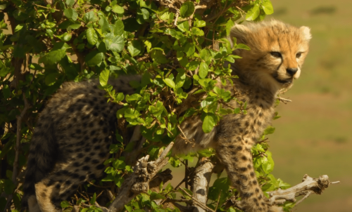 Wild Cheetahs To Be Reintroduced In India For First Time In 50 Years