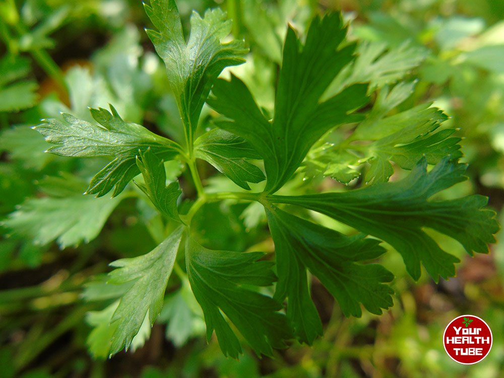 Parsley: Great Herb for Hair Loss and Hair Shedding