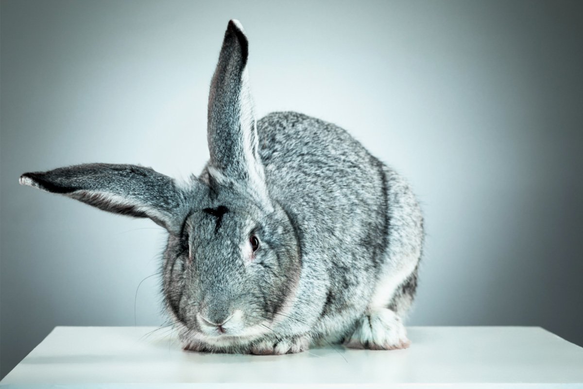 37 Interesting Facts About Rabbits Most People Don't Know