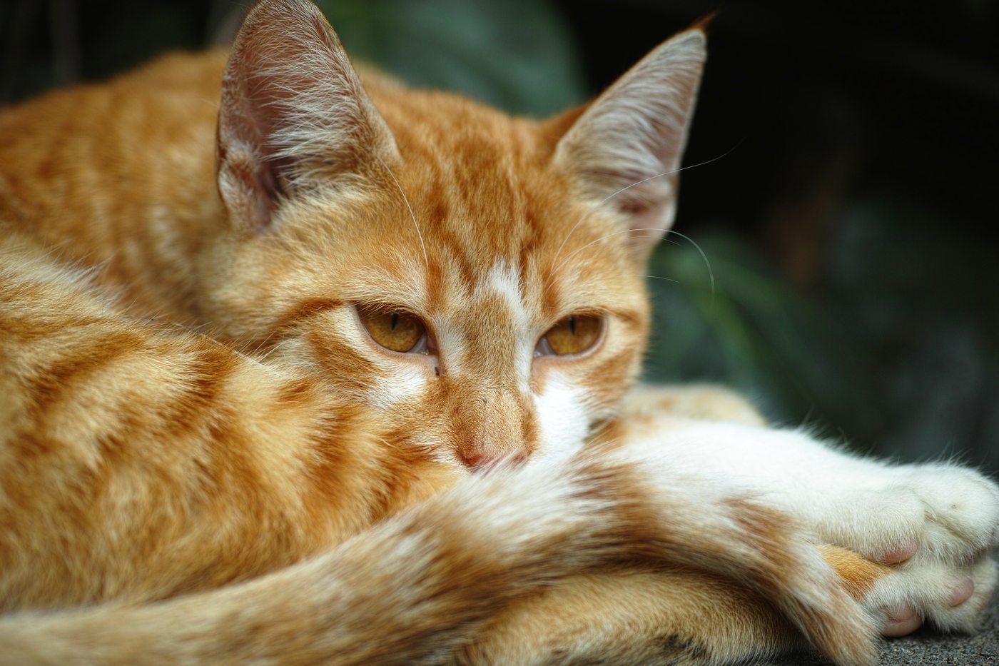 Is Your Cat Trying to Tell You Something? Why Cats Wag Their Tails When