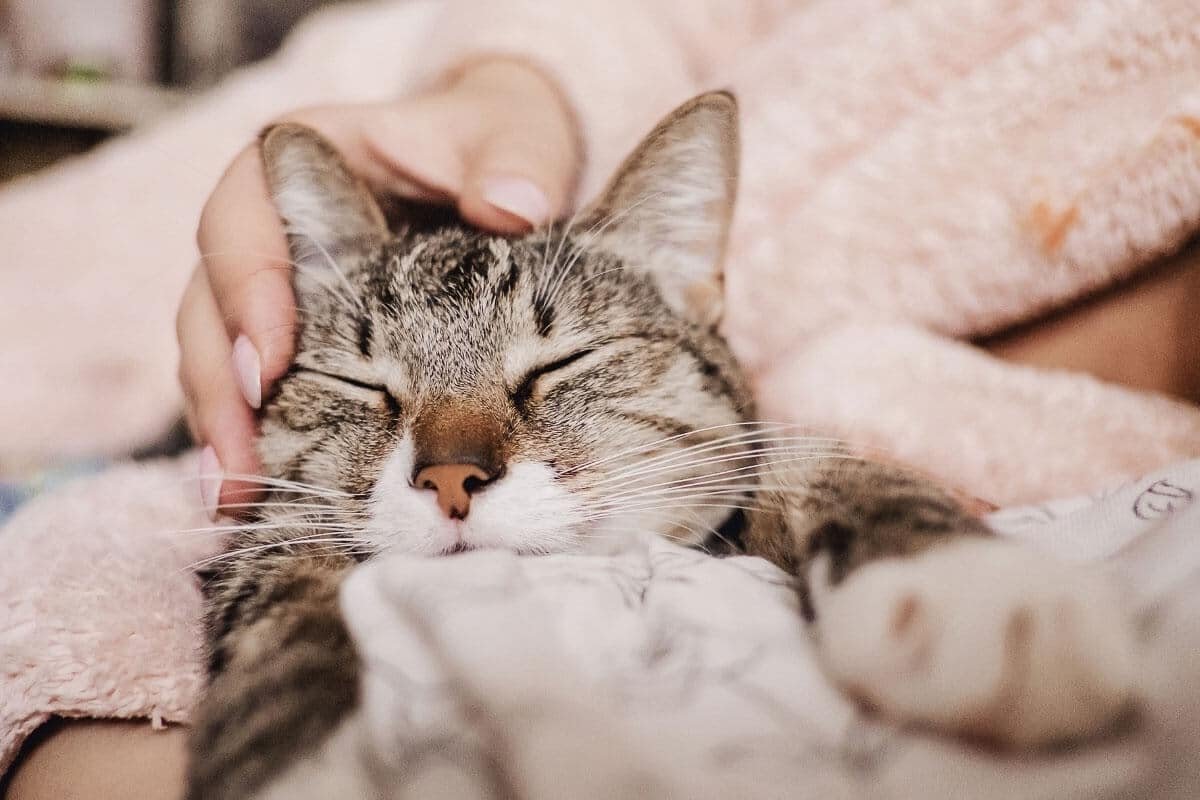 Why Do Cats Purr When You Pet Them? Reasons Cats Love To Be Stroked