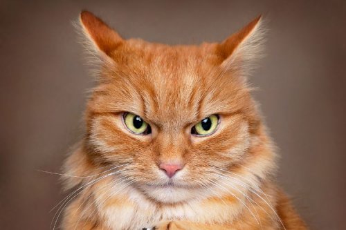 How to Tell If Your Cat Is Plotting to Replace You (10 Hilarious Signs)