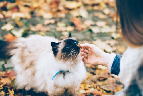 10 Ways Your Cat Secretly Runs Your Entire Life