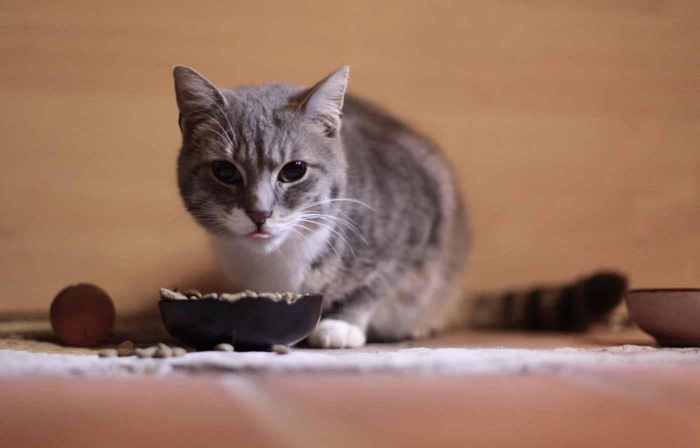 How Long Can a Cat Go Without Eating? What Every Cat Owner Should Know