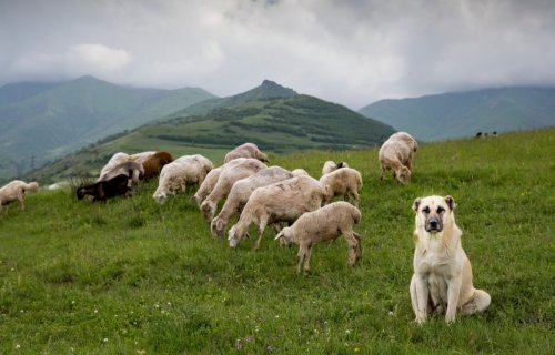These sheep are raising a puppy so it can grow up and become the flock's guardian