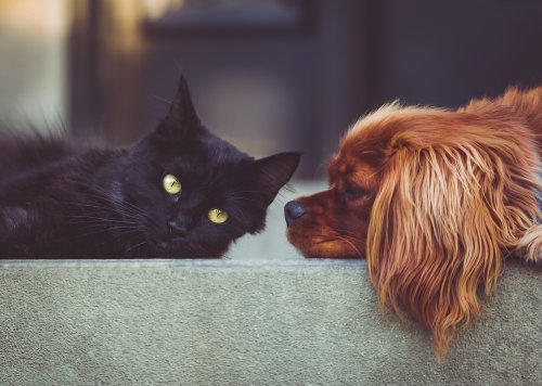 Have Cats Become More Affectionate in Lockdown? New Research Shows the Impact of the Pandemic on Pets - Katzenworld