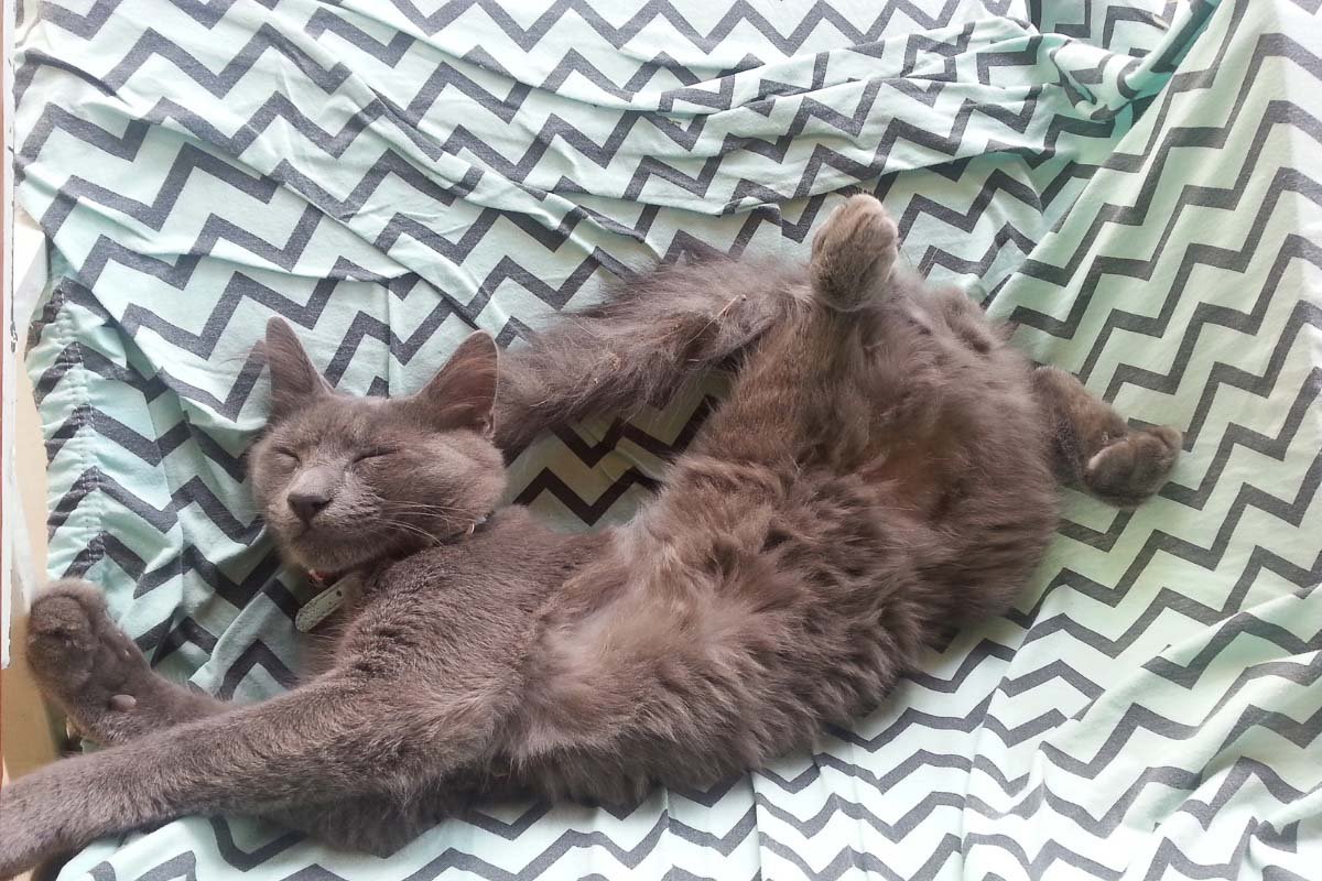 9 Cat Sleeping Positions When Sick All Owners Need to Know