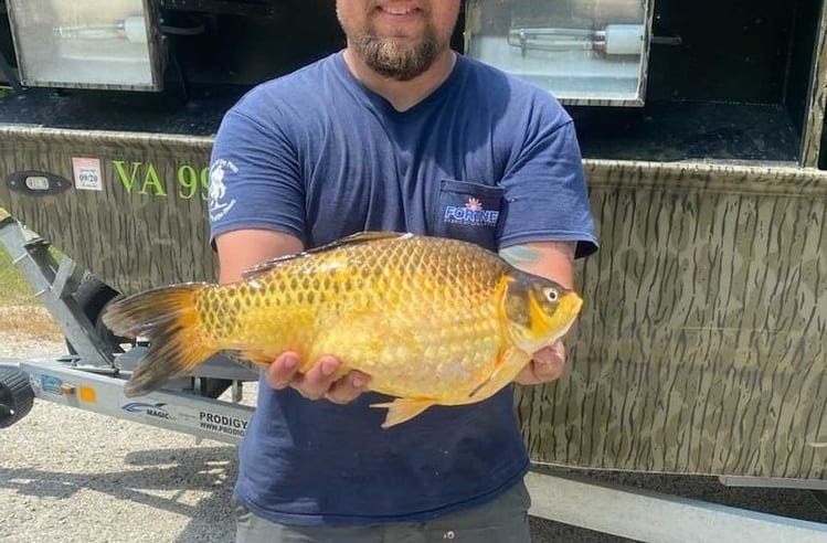 Two Monster Goldfish Recently Caught In Virginia And Missouri