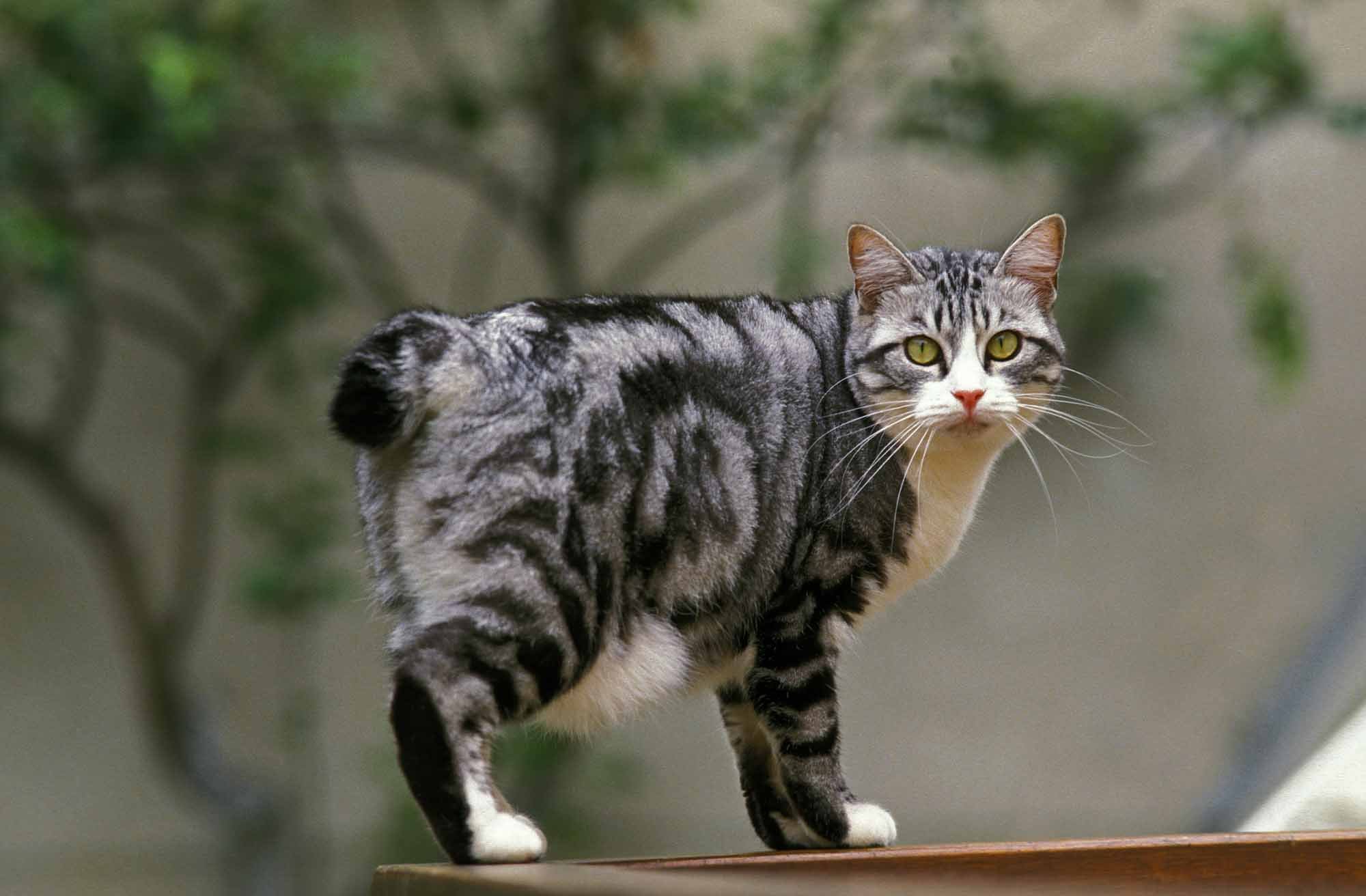 10 Worst Mistakes You Can Make with Your Cat