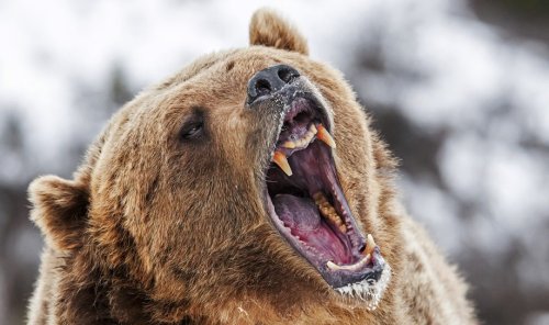 The 10 wildest bear attacks of 2023