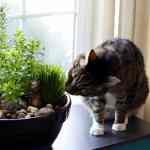 How to Make Your Own DIY Indoor Cat Garden
