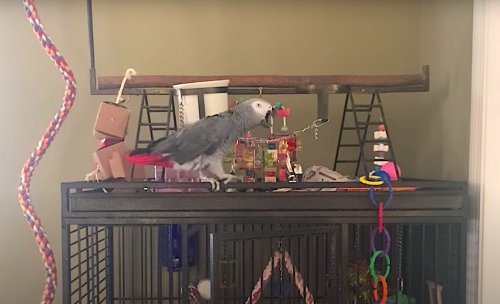 A cursing parrot hurls vulgar insults at its cat buddy
