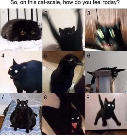 Funniest Cursed Cat Memes You'll Love