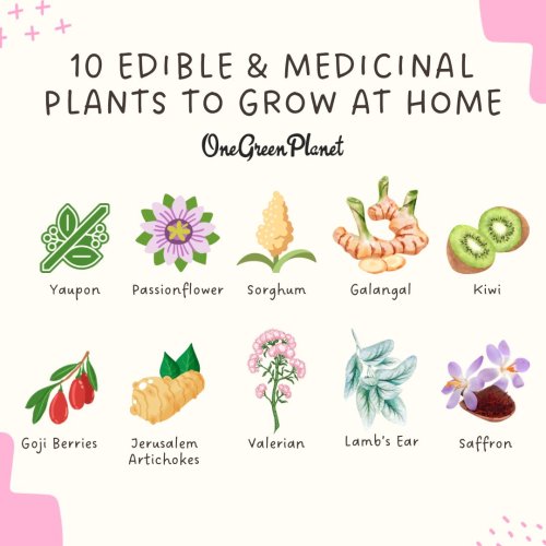 10 Unusual Edible and Medicinal Plants to Grow at Home