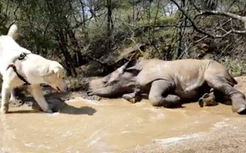This Dog and Baby Rhino Playing Together in Mud Are Just What You Need [Video]